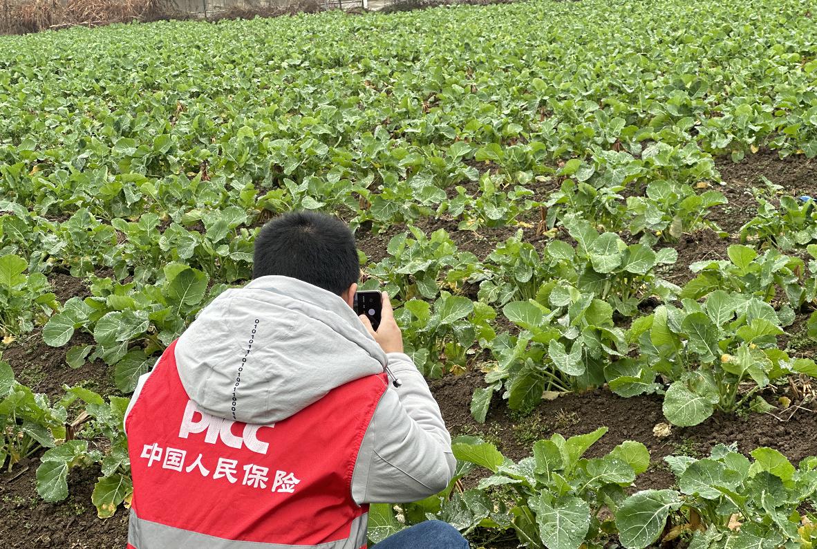 人保财油菜图片1.jpg